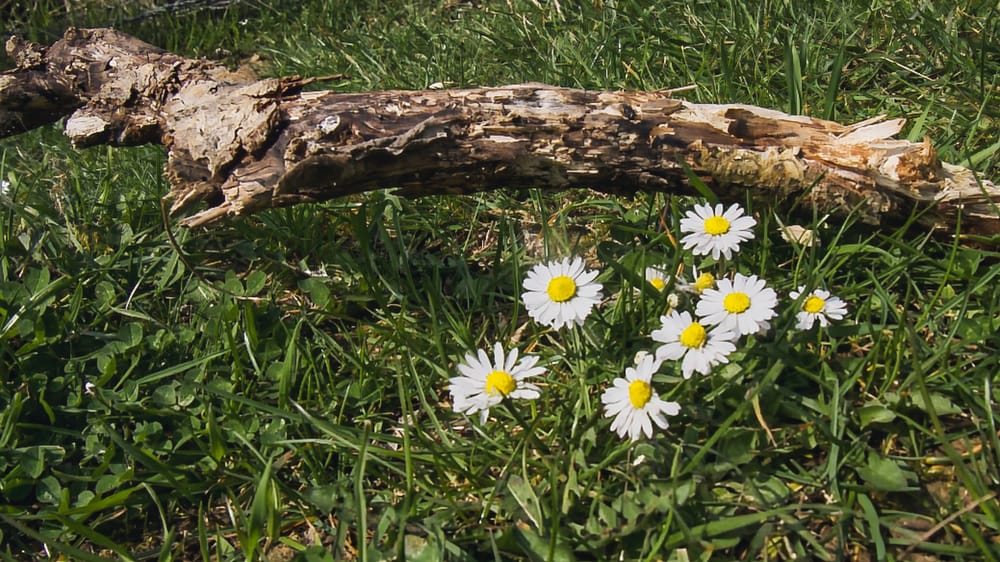 Die Ökonomie des Fußgängers Beitragsbild